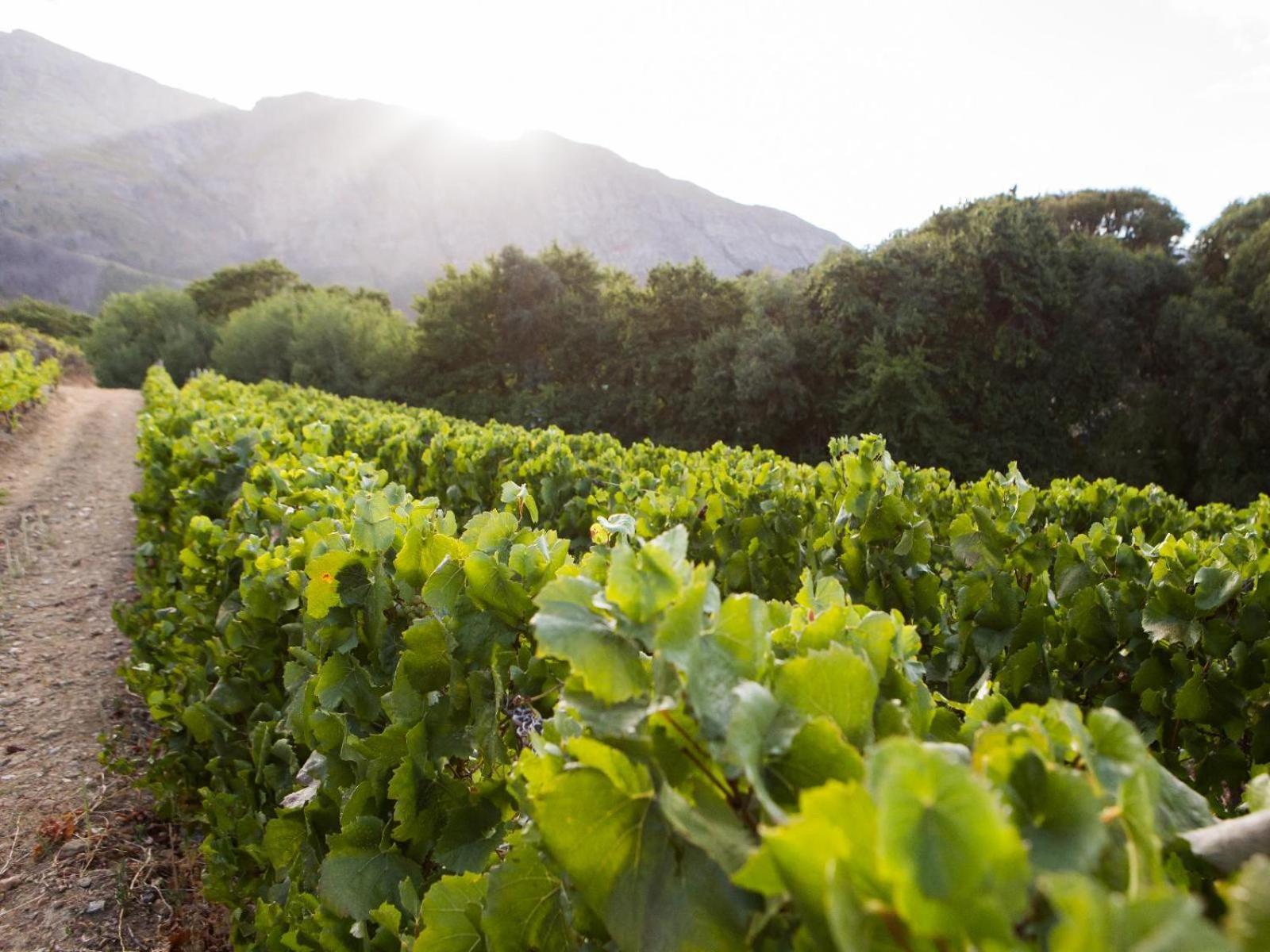 Maison Montagne Franschhoek Exteriér fotografie